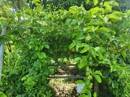 Lilikoi (passion fruit) vines