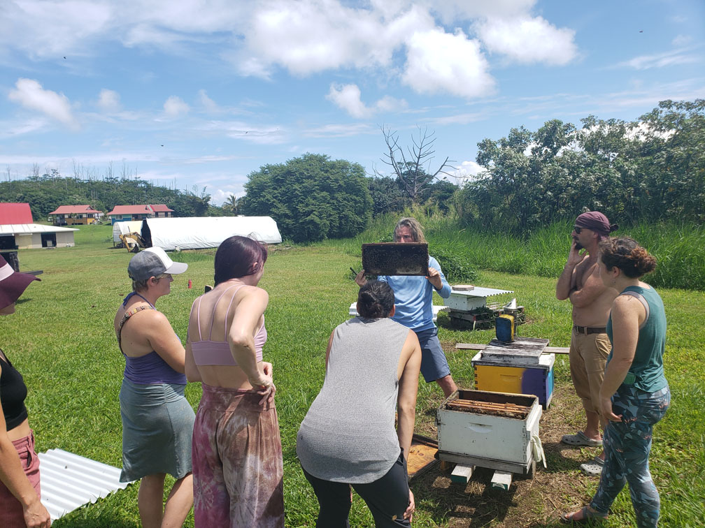 Bees and pollination