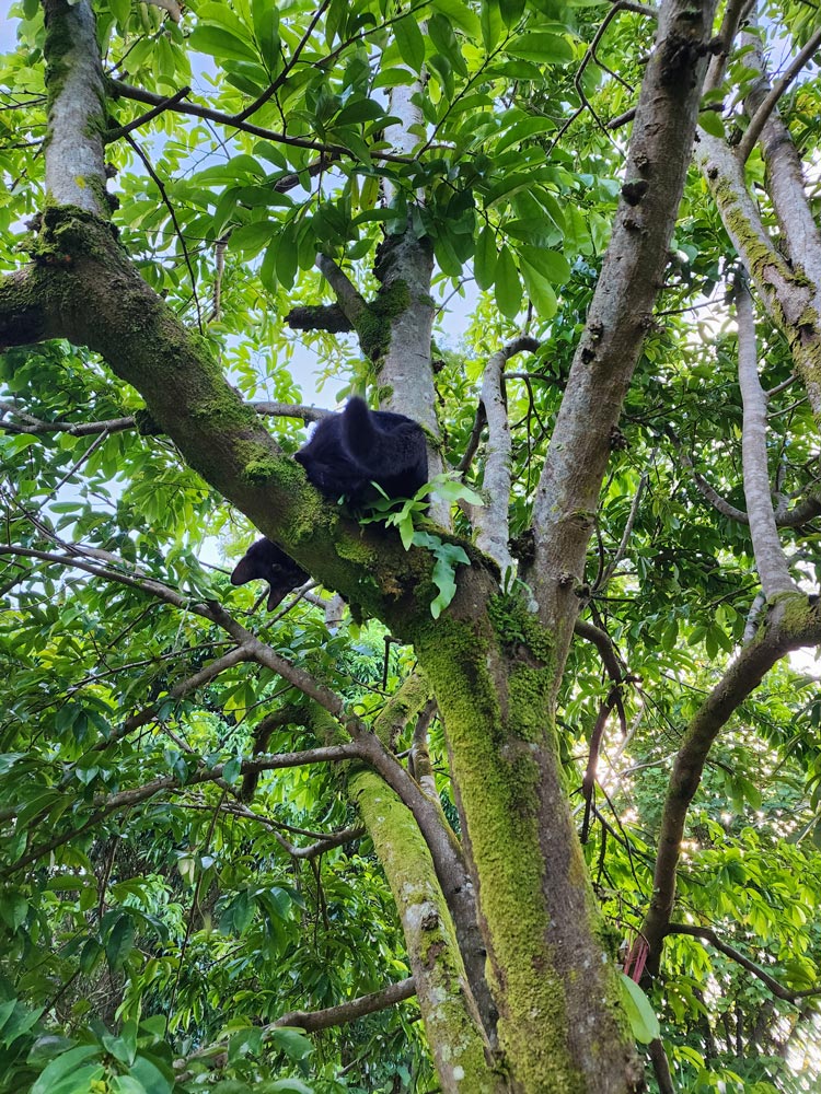 Cat in a tree