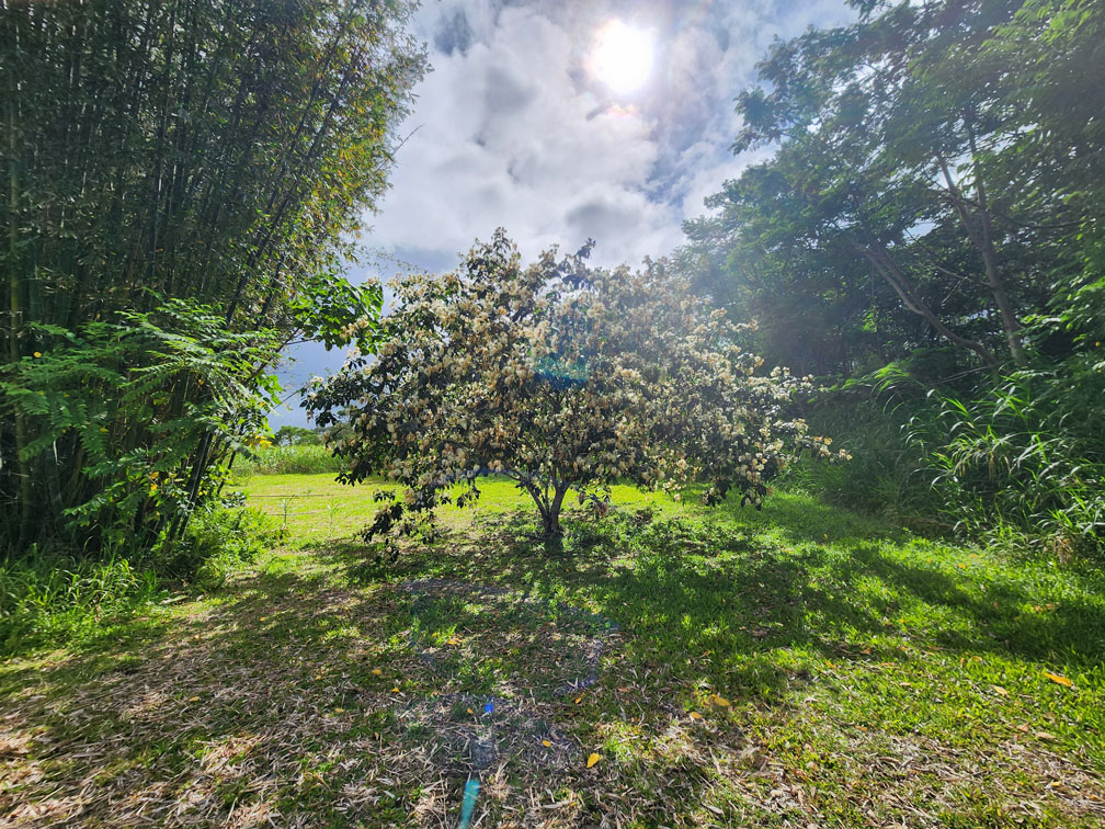 Mature tree in the landscape