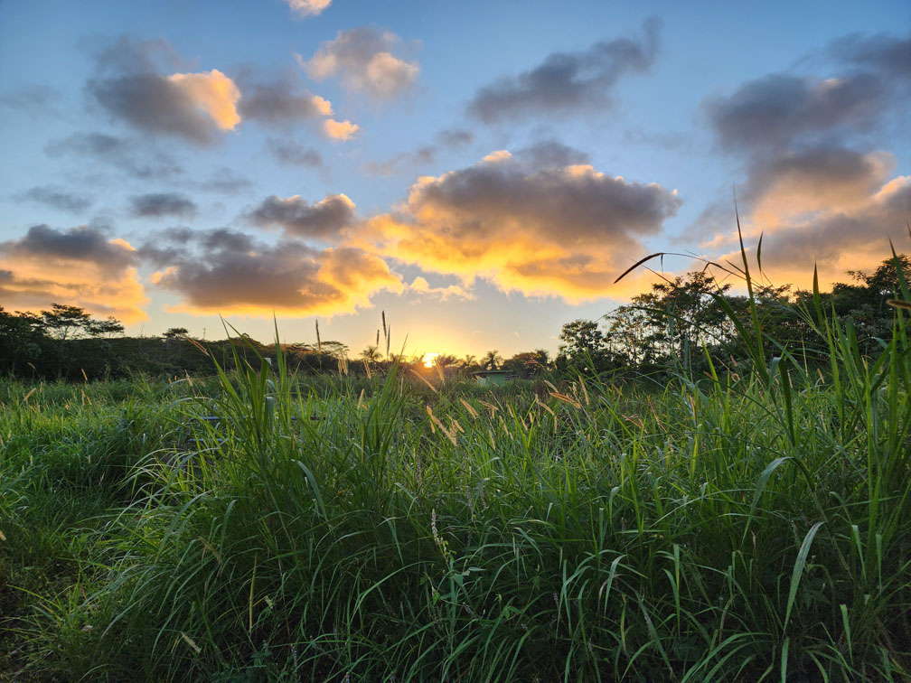 Sunset over the gardens