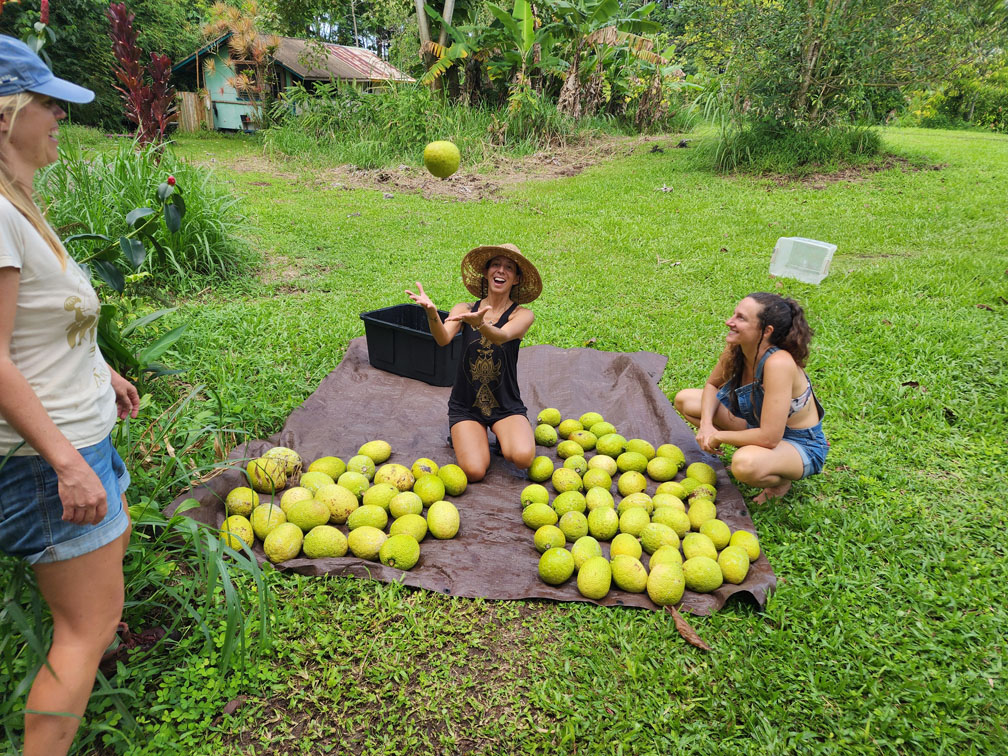 Ulu tree on the farm
